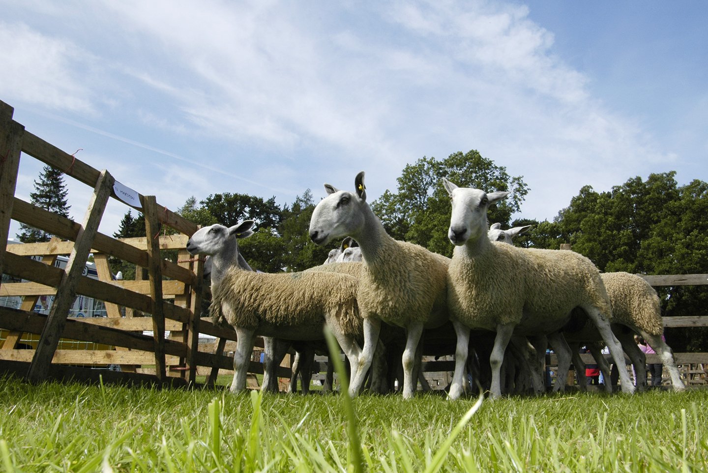 The last of the 'old style' Bluefaced, (Hexham), Leicesters- Alston Sheep Show. Patchy faces arrived that year.